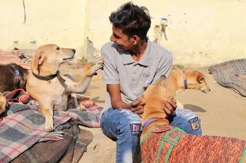 India's stray dogs are being locked out by a US ban on adoptions - - KTEN
