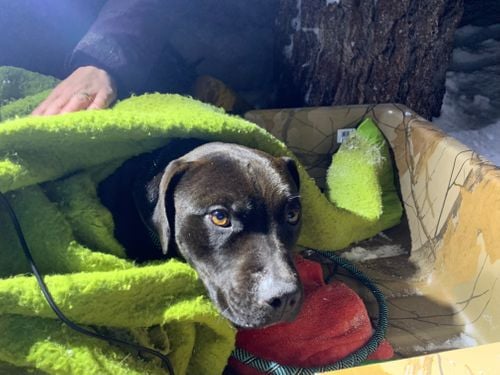 Dog lost for four months found alive on snowy hillside, reunited with owner - Erie News Now