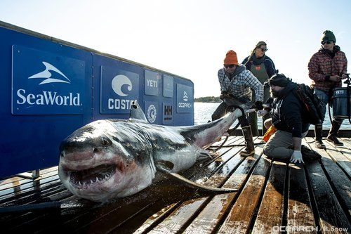 What's 12-feet long, almost a thousand pounds and is hanging out near South Florida? Ironbound, the great white shark