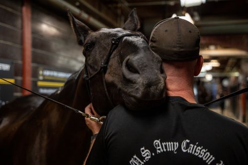 Army report finds horses that carry the caskets of America's heroes live in 'unsatisfactory' conditions, after 2 die - Vimarsana News
