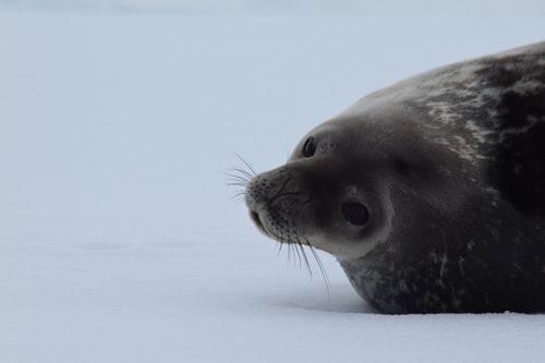 Antarctica cruise: The last frontier for a big at-last luxury adventure - Vimarsana News