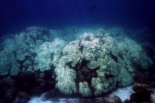 Ocean heat around Florida is 'unprecedented,' and scientists are warning of major impacts - Erie News Now - Vimarsana News