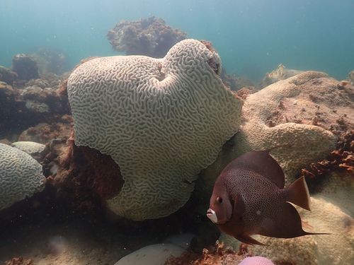 Florida ocean temps surge to 100 degrees as mass coral bleaching event is found in some reefs - Vimarsana News