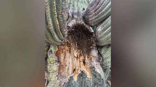 Arizona's extreme heat is killing honeybees and melting their homes - Erie News Now - Vimarsana News