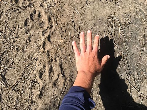 Newly identified pack of endangered gray wolves roams California's Sierra Nevada - Erie News Now - Vimarsana News