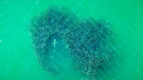 We're going to need a bigger drone: The technology keeping swimmers safe at one New York beach - Vimarsana News