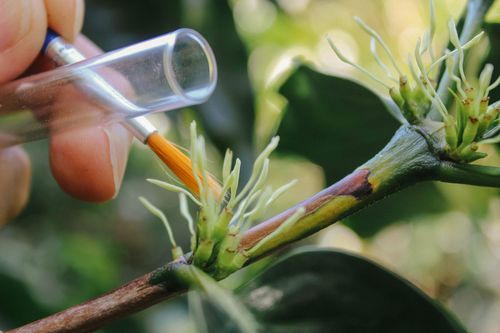 Starbucks scientists are developing climate-proof coffee - Vimarsana News