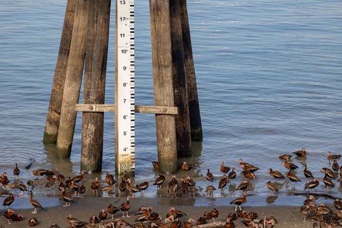 The Mississippi River has dropped to a historic low for the second consecutive year - Vimarsana News