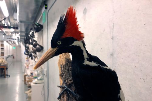 The ivory-billed woodpecker will not be listed as extinct – for now - Vimarsana News
