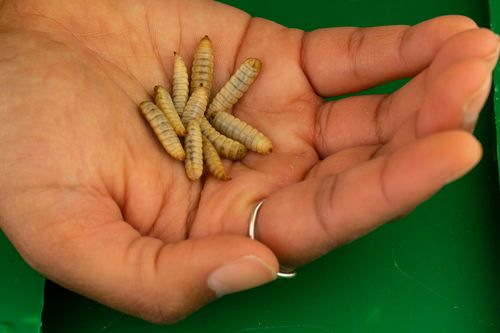 Tyson Foods, one of the biggest meat producers, is investing in insect protein - Vimarsana News