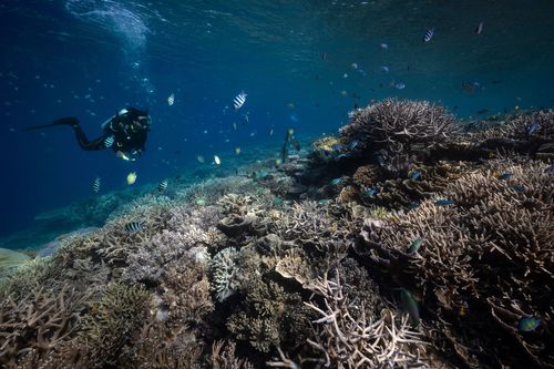 Noting 'unprecedented' coral bleaching and heat stress, NOAA expands coral reef alert system - Vimarsana News