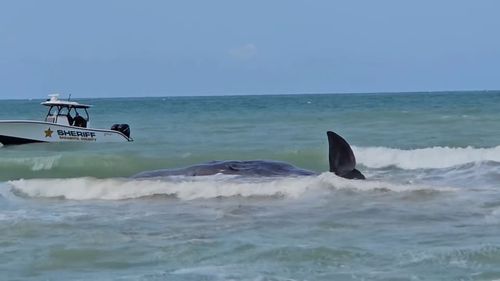 Sperm whale beached off Florida's Gulf Coast dies, officials say - Vimarsana News