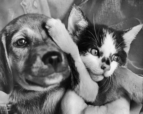 What life was like for animals in America before people learned to love pets - Vimarsana News