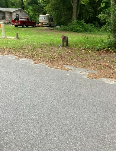 A pet primate remains on the loose in South Carolina - Vimarsana News